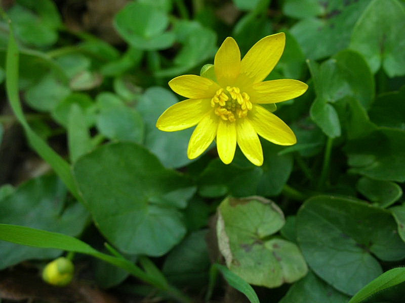 Ficaria verna (ex Ranunculus ficaria)